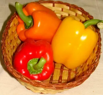 تصویر 4 از فروش فلفل رنگی دلمه ای + قیمت خرید به صرفه